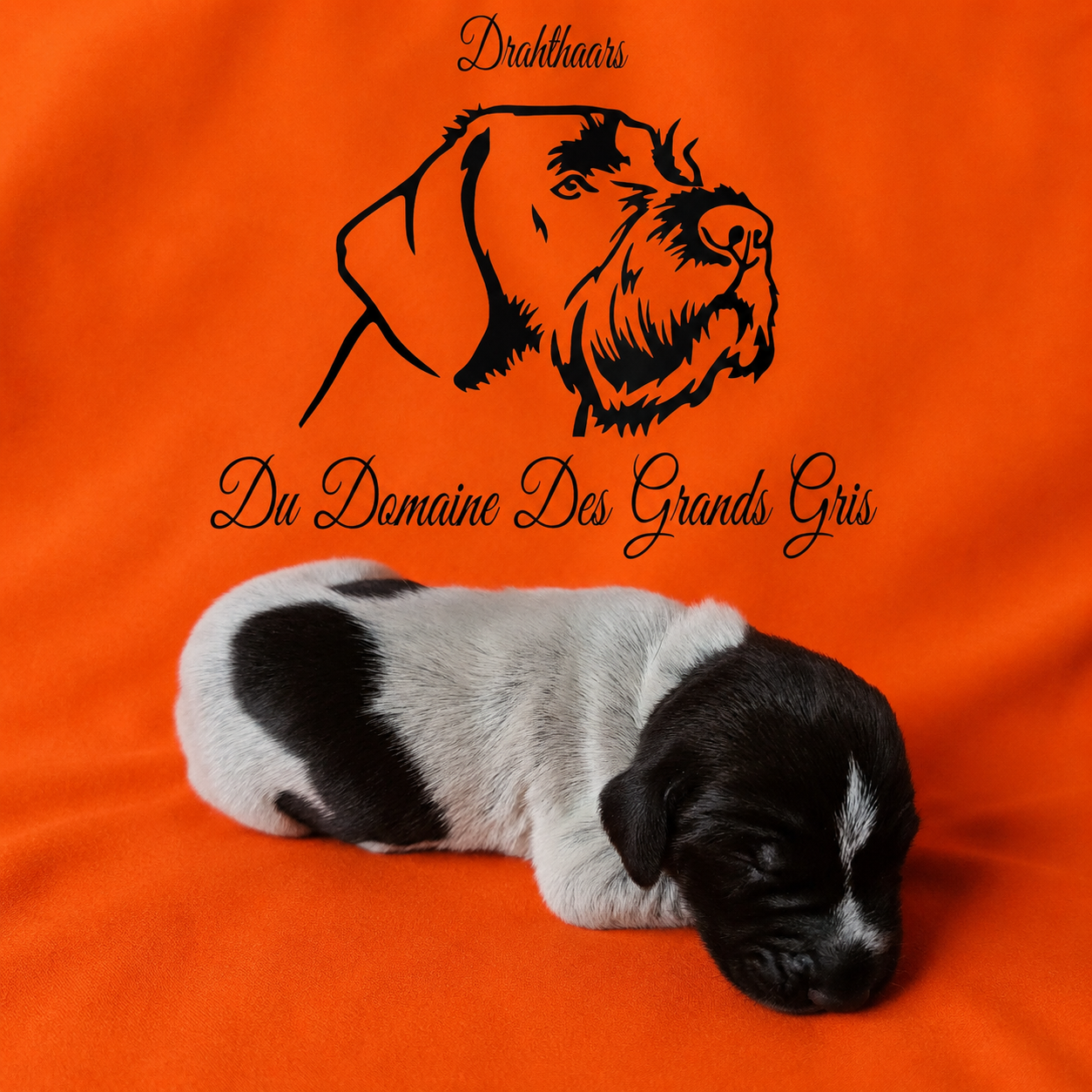 Back Du Domaine Des Grands Gris 