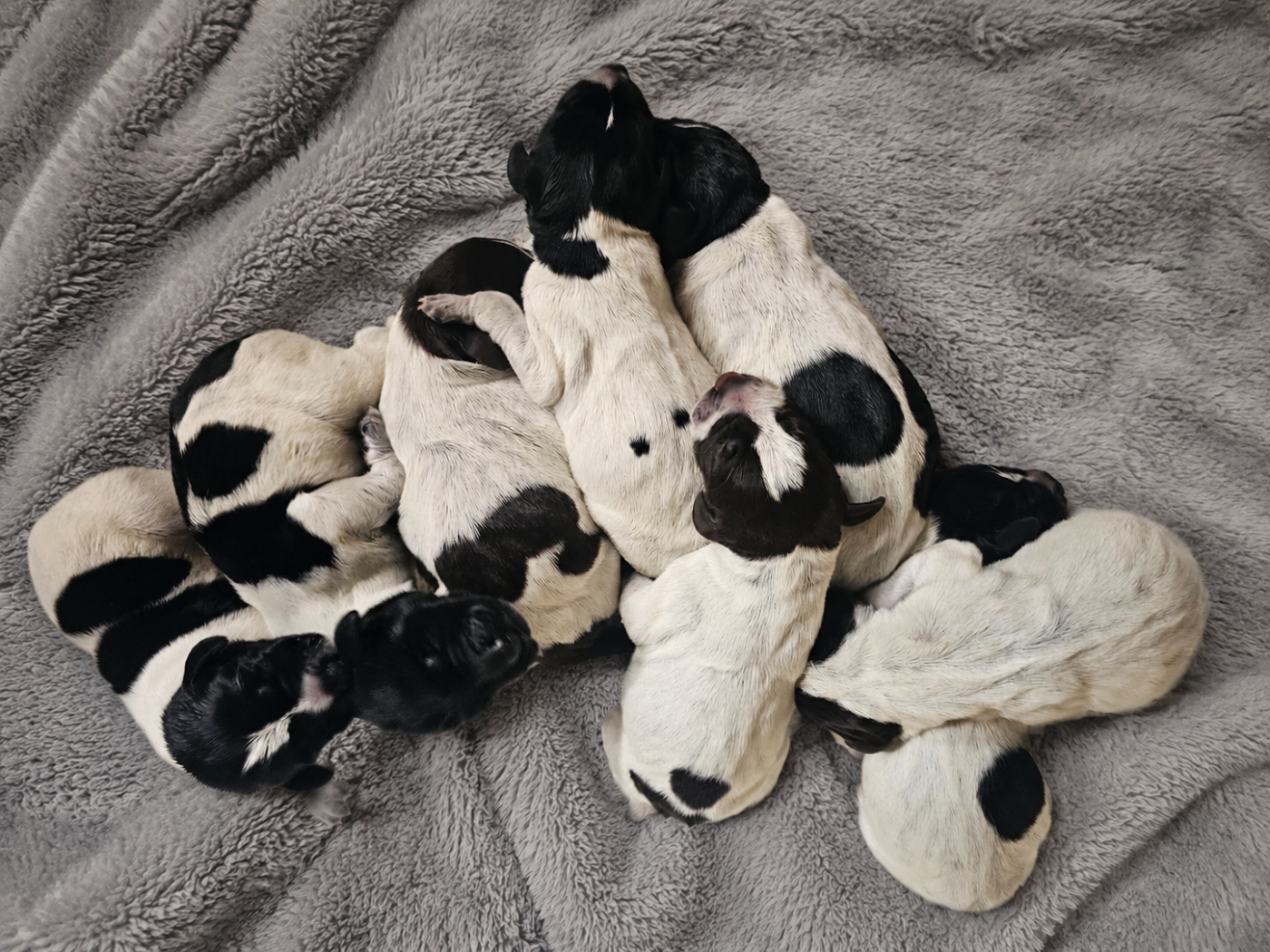 Chiot Chien d'arrêt allemand à poil dur Du Domaine Des Grands Gris