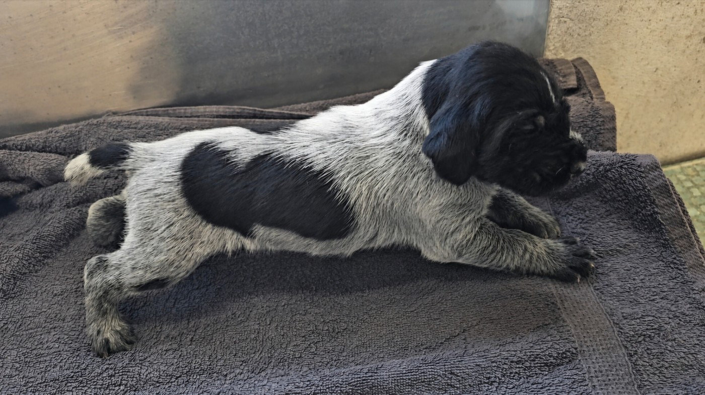 Du Domaine Des Grands Gris - Chiots disponibles - Chien d'arrêt allemand à poil dur