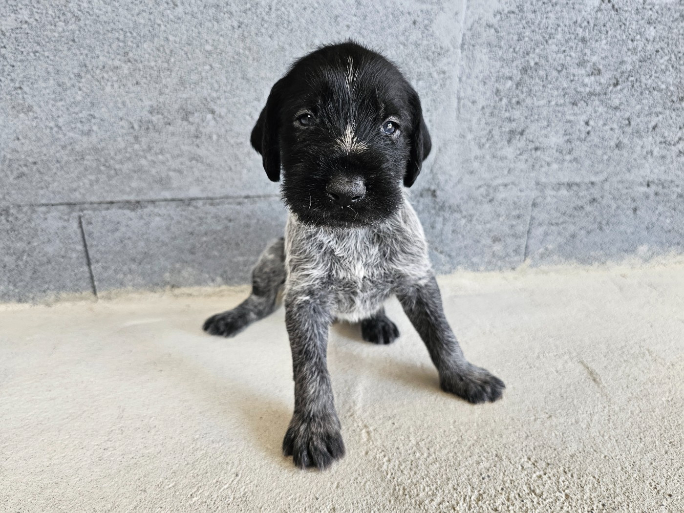 Du Domaine Des Grands Gris - Chiots disponibles - Chien d'arrêt allemand à poil dur