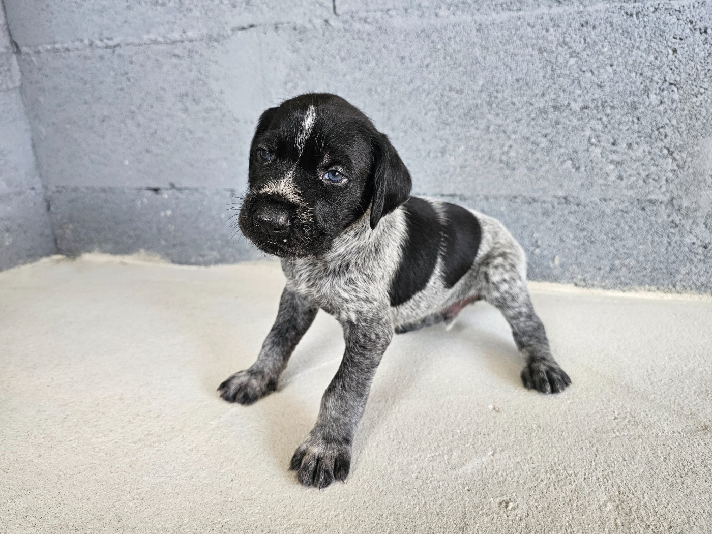 Du Domaine Des Grands Gris - Chiots disponibles - Chien d'arrêt allemand à poil dur