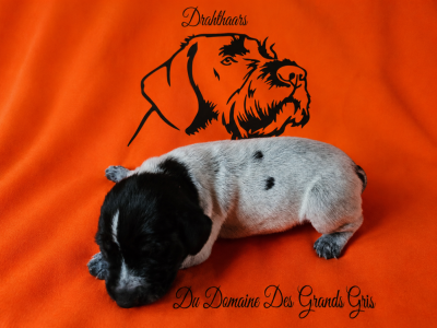 Brindille Du Domaine Des Grands Gris
