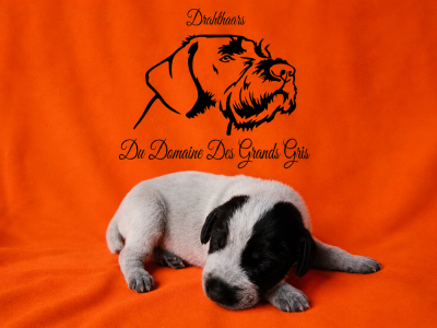 Baya Du Domaine Des Grands Gris